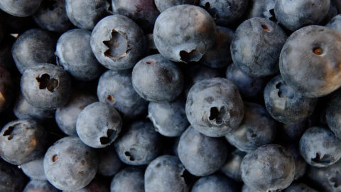 Blueberries in a bowl - antioxidant-rich weight-loss food